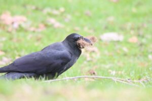 ハシブトガラス2025年4月27日