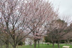 2025年4月27日桜の状況 (新桜並木)2