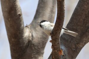 ハシブトガラ2025年4月13日