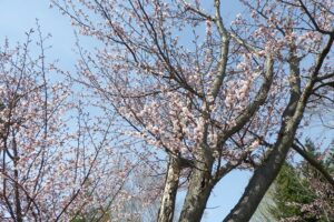 2025年4月26日桜の開花状況 (寺田京子句碑近く)