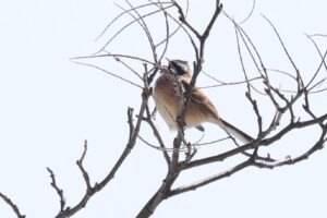 ホオジロ雄2025年4月6日