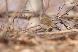 シロハラ2025年4月6日
