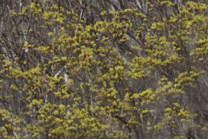 イタヤカエデの花2025年4月27日木のようす