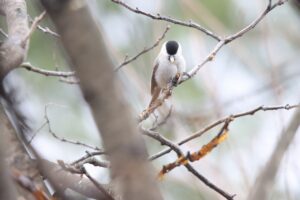 ハシブトガラ2025年4月20日