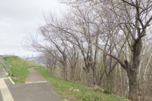 2025年4月27日桜の状況 (八重桜並木)