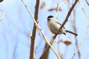 ハシブトガラ2025年4月27日