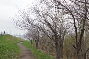 2025年4月30日桜の開花状況 (八重桜並木)