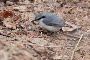 ゴジュウカラ2025年4月20日亜種シロハラゴジュウカラ