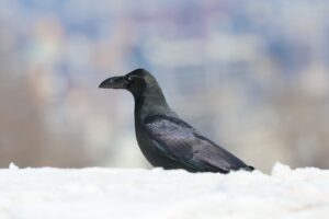 ハシブトガラス2025年4月6日