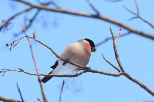 ウソ雄2025年4月6日
