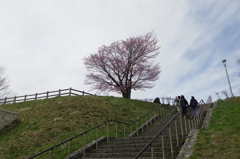 2025年4月27日桜の状況 (展望台の一本桜)3