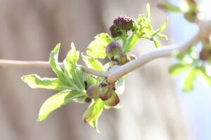 エゾニワトコ2025年4月20日山のブロッコリー