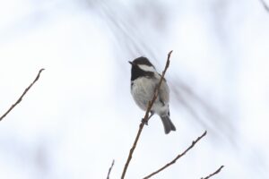 ヒガラ2025年4月6日