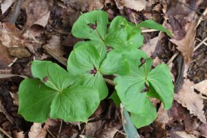 エンレイソウ2025年4月20日