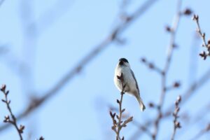 ハシブトガラ2025年4月6日