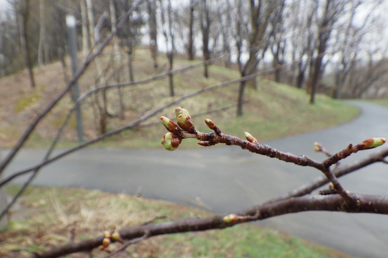 2025年4月21日サクラ状況 (1)