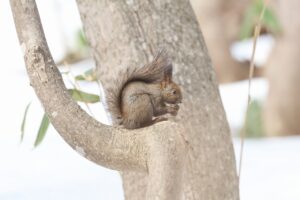 エゾリス2025年4月6日