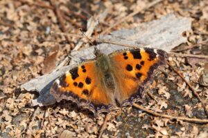 ヒオドシチョウ2025年4月13日