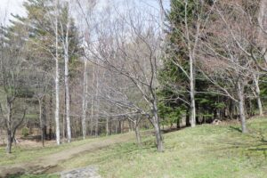 2025年4月30日桜の開花状況 (寺田京子句碑近くの八重桜) (2)