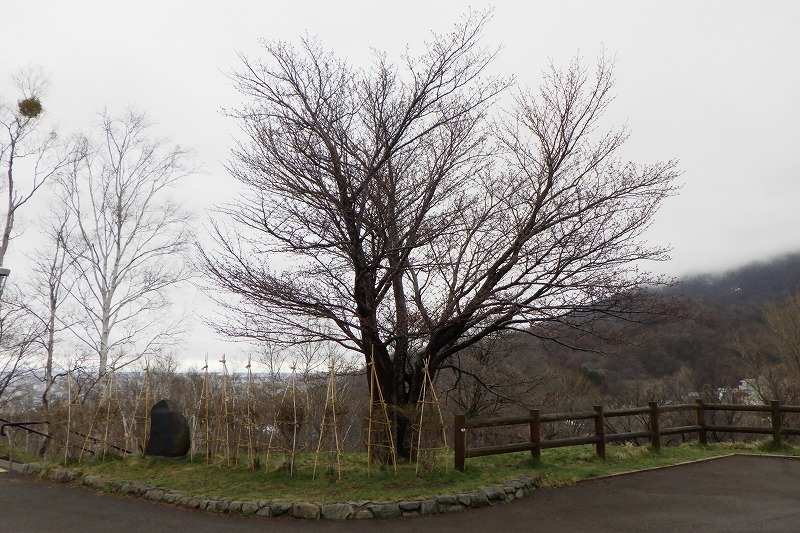 2025年4月21日サクラ状況 (3)