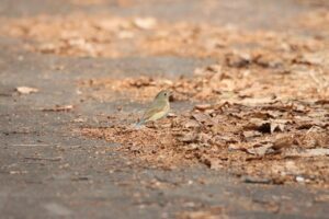 ルリビタキ2025年4月27日