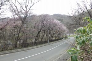 2025年4月27日桜の状況 (旧桜並木)