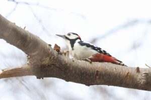 アカゲラ雄2025年4月6日