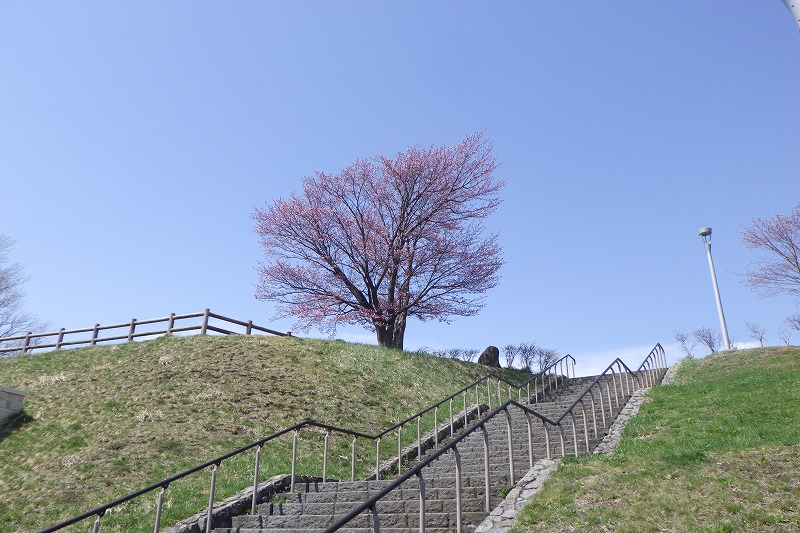 2025年4月26日桜の開花状況 (展望台の一本桜) (1)