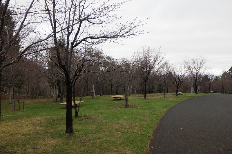 2025年4月21日サクラ状況 (2)