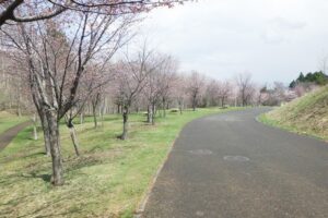 2025年4月26日桜の開花状況 (新桜並木) (1)