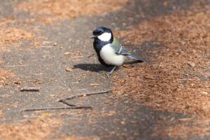シジュウカラ雄2025年4月27日