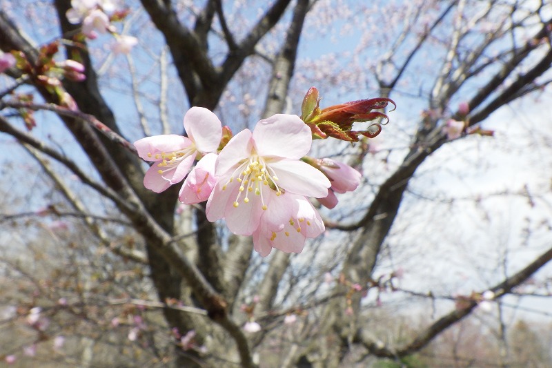 2025年4月26日桜の開花状況 (新桜並木の花のアップ)