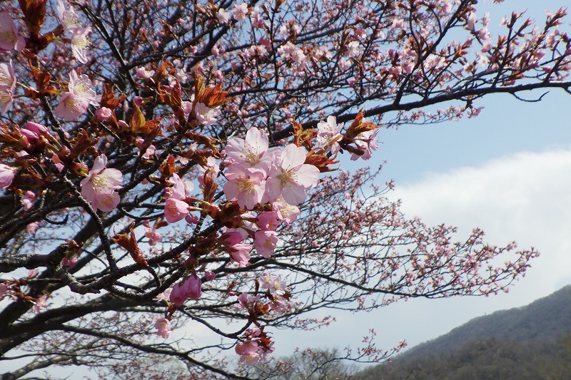 2025年4月26日桜の開花状況 (展望台の一本桜花のアップ)