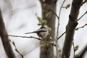 シマエナガ2025年4月20日
