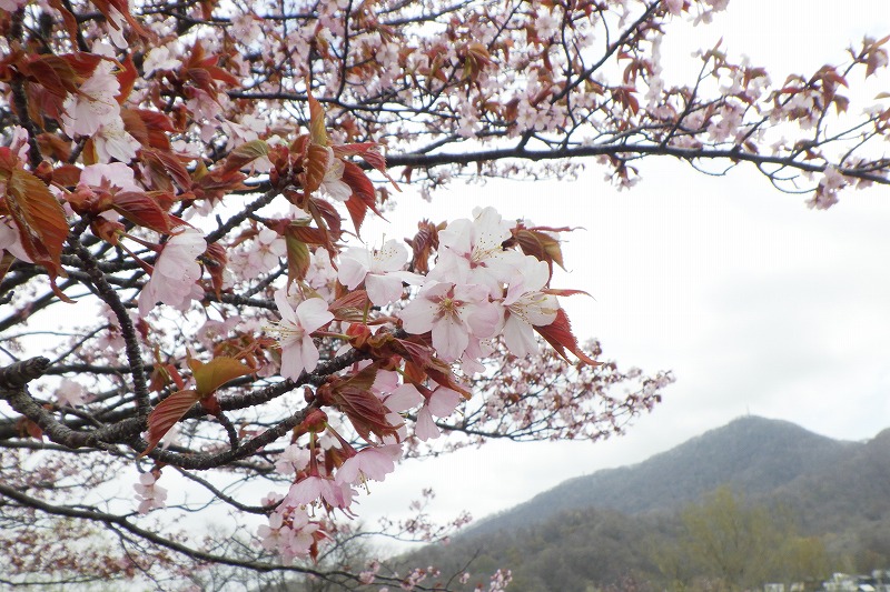 2025年4月30日桜の開花状況 (展望台の一本桜の花のアップ)