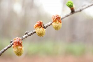 カラマツ雄花2025年4月27日