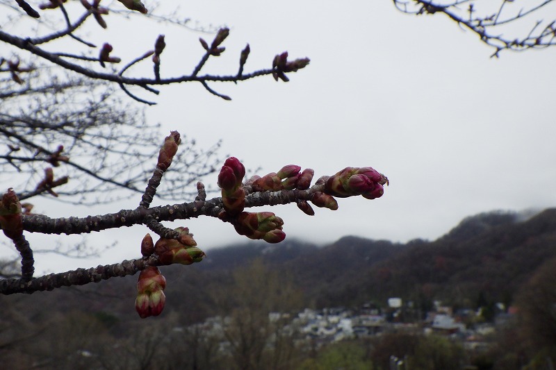 2025年4月21日サクラ状況 (4)