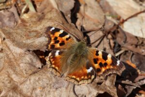 エルタテハ2025年4月6日