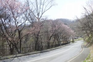2025年4月26日桜の開花状況 (旧桜並木道路沿い)