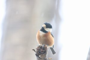 ヤマガラ2025年4月20日