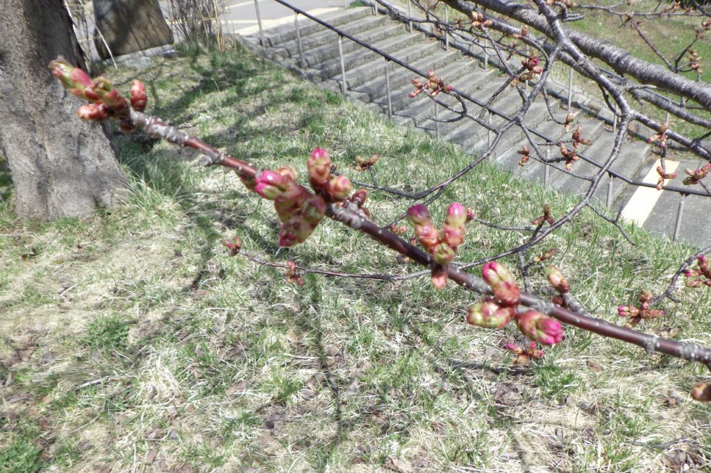 新桜並木つぼみ