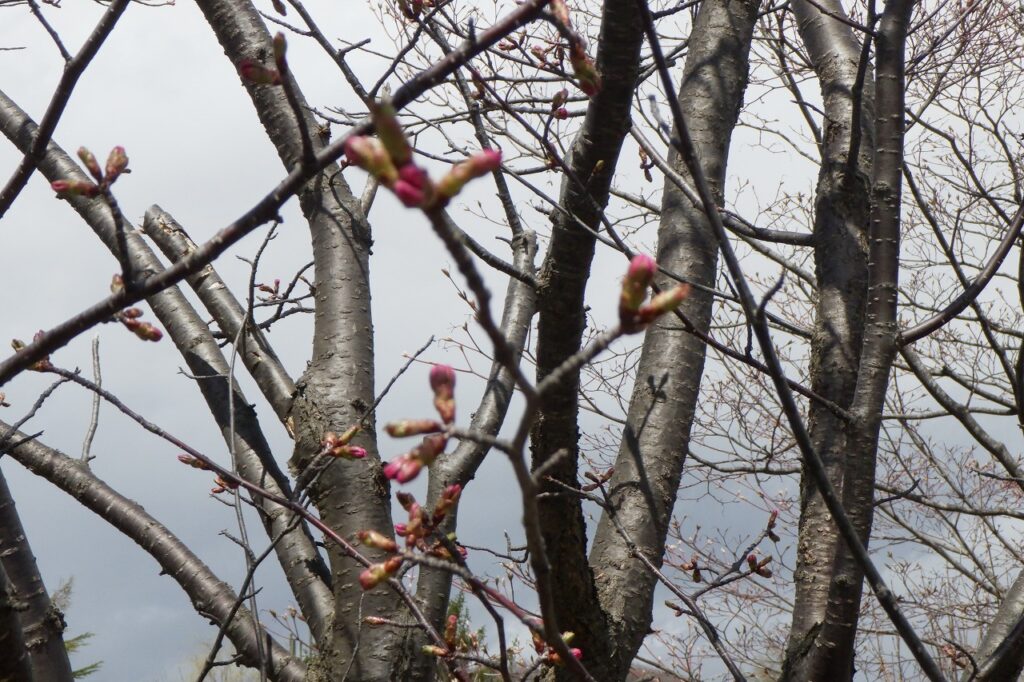 桜つぼみ
