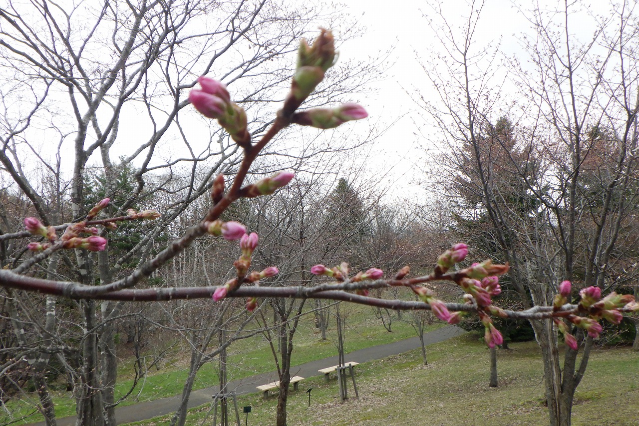 新桜並木つぼみ