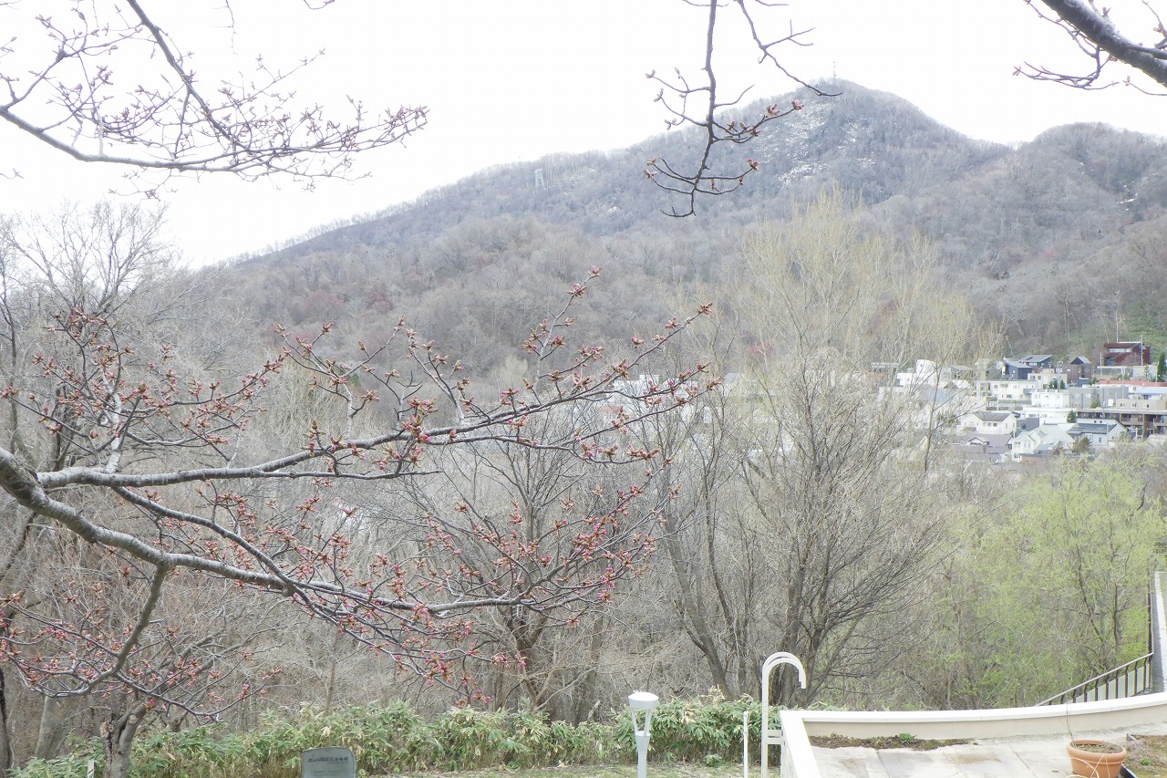 展望台一本桜と藻岩