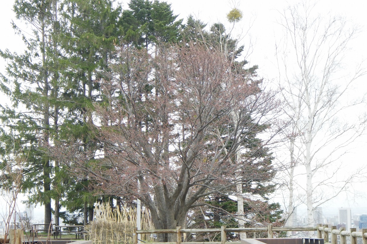 展望台一本桜
