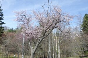 ピクニックテラスの桜