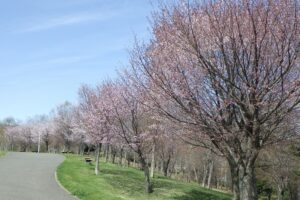 新桜並木