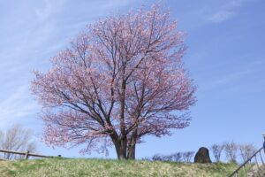 展望台の一本桜
