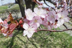 展望台の桜アップ