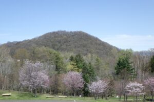 新桜並木と円山